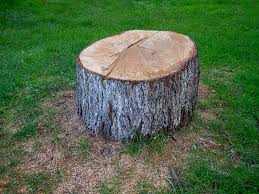 Best Storm Damage Tree Cleanup  in Edgecliff Village, TX