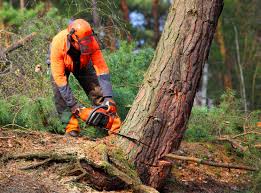 How Our Tree Care Process Works  in  Edgecliff Village, TX