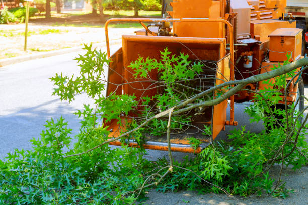 Best Lawn Grading and Leveling  in Edgecliff Village, TX