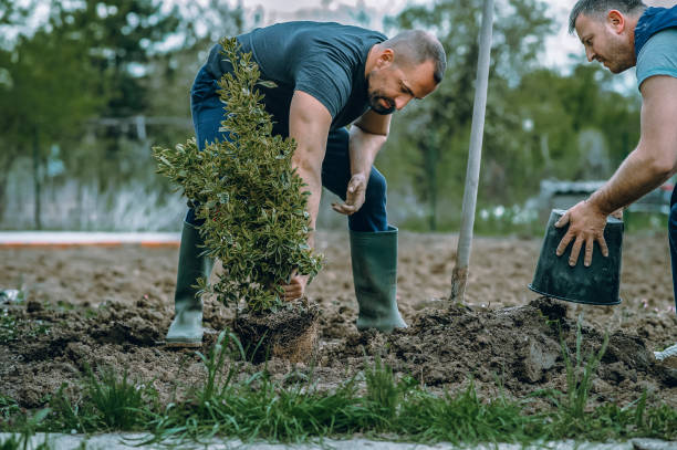 Best Commercial Tree Services  in Edgecliff Village, TX