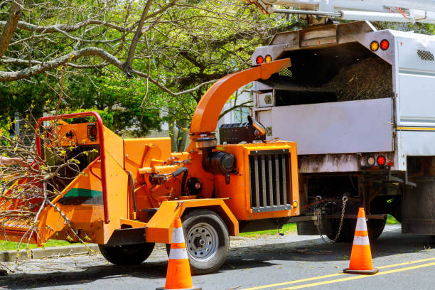 Best Leaf Removal  in Edgecliff Village, TX