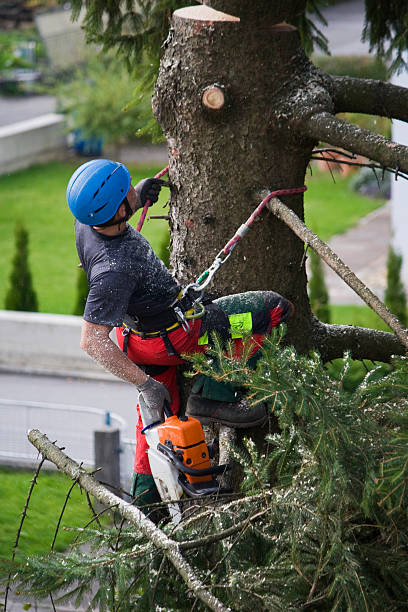 Best Lawn Renovation and Restoration  in Edgecliff Village, TX