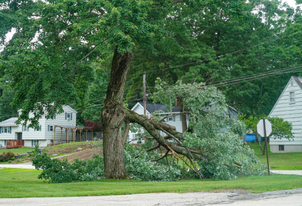 Best Tree Mulching  in Edgecliff Village, TX