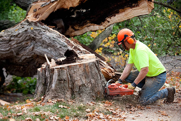 Edgecliff Village, TX Tree Services Company