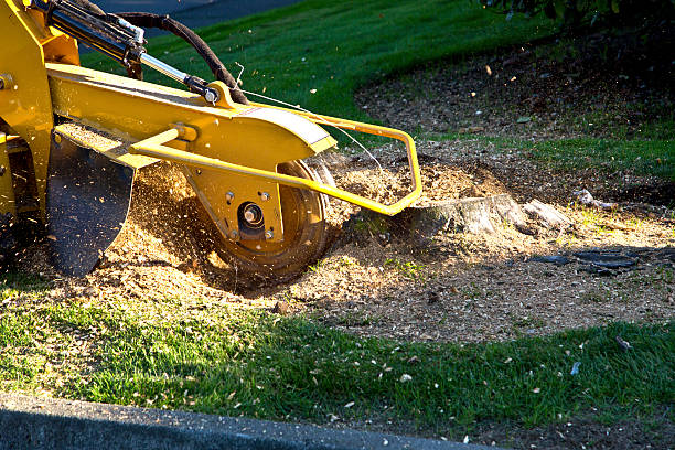 Best Artificial Turf Installation  in Edgecliff Village, TX