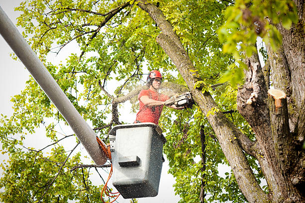 Best Tree Preservation Services  in Edgecliff Village, TX